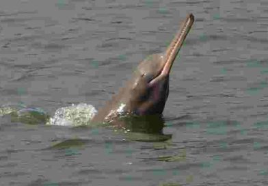 গঙ্গায় কমছে দূষণ, বাড়ছে ডলফিন