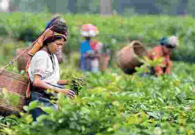 ‘বিজেপি ক্ষমতায় এলে পশ্চিমবঙ্গের চা শ্রমিকদের ন্যূনতম দৈনিক মজুরি হবে ৪০০ টাকা’