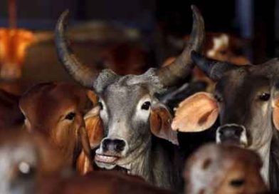প্রকাশ্যে পশু জবাই নয়, পশু জবাইয়ের জন্য বৈধ শংসাপত্র থাকা বাধ্যতামূলক, নির্দেশিকা জারি পশ্চিমবঙ্গ সরকারের